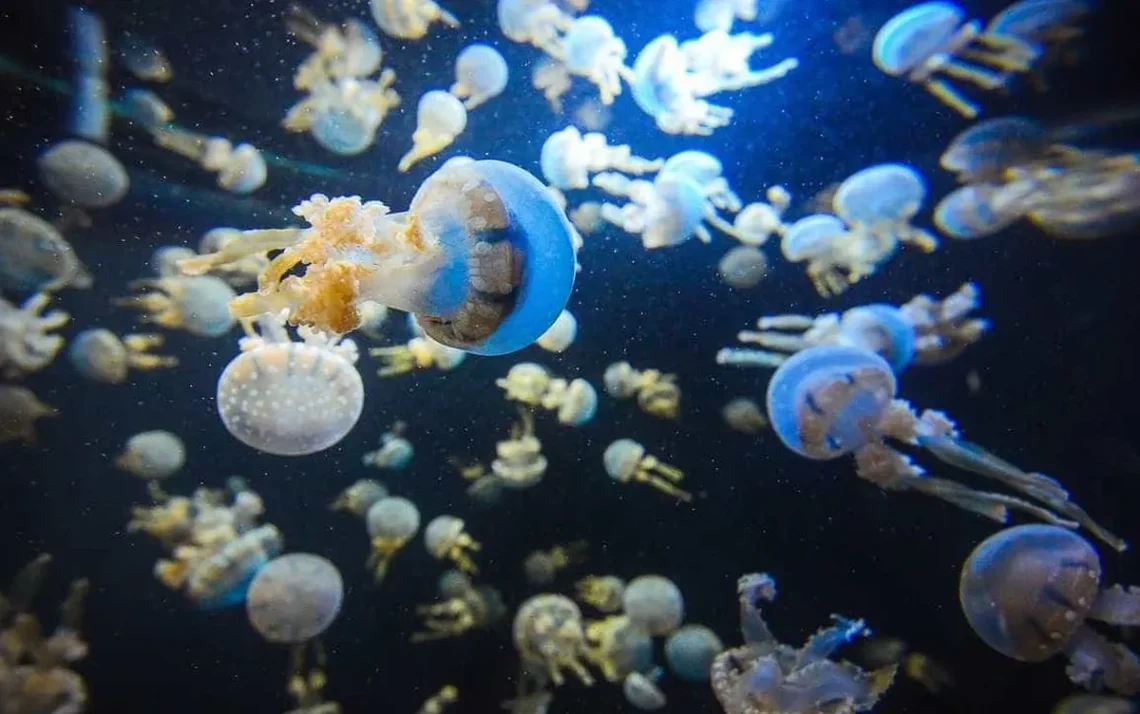 cnidários, medusas, águas-vivas