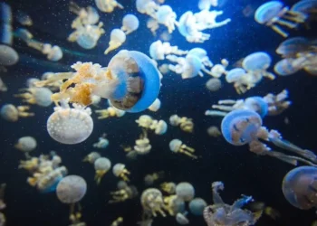 cnidários, medusas, águas-vivas