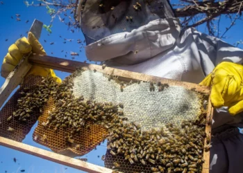 colmeias, abelhas-sem-ferrão, Apis mellifera, espécie;