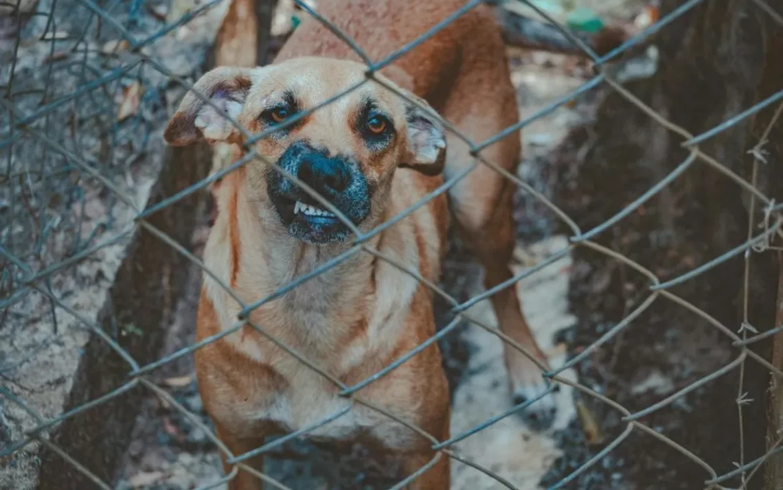 longa-metragem, produção cinematográfica, obra audiovisual;