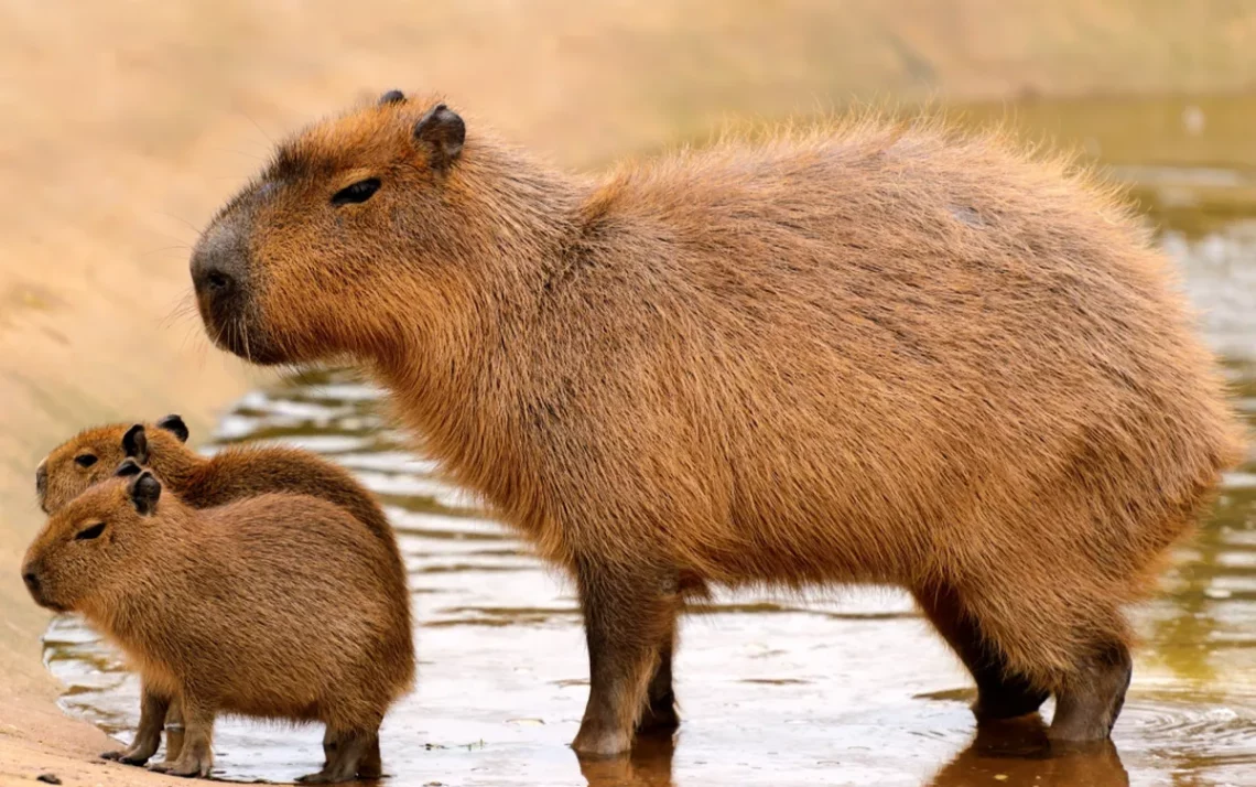 ratos, camundongos, pequenos animais