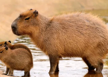 ratos, camundongos, pequenos animais