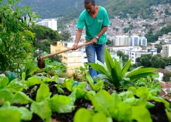 produção de alimentos;