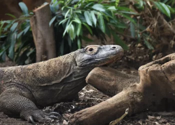 lagarto, grande, réptil, colossal, estudo, recente;