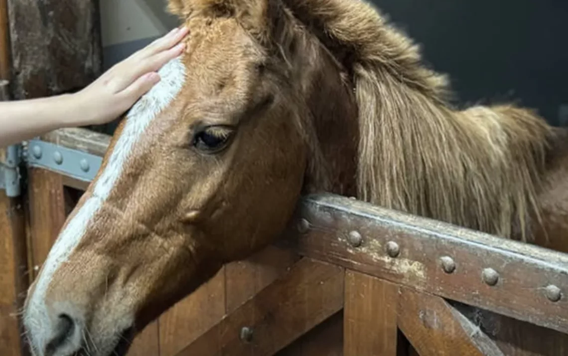 equinos, animais de quatro patas, potros;