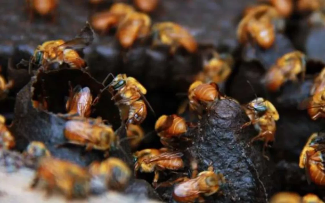 insetos, meliponicultores, cultivadores, de abelhas, sem ferrão;