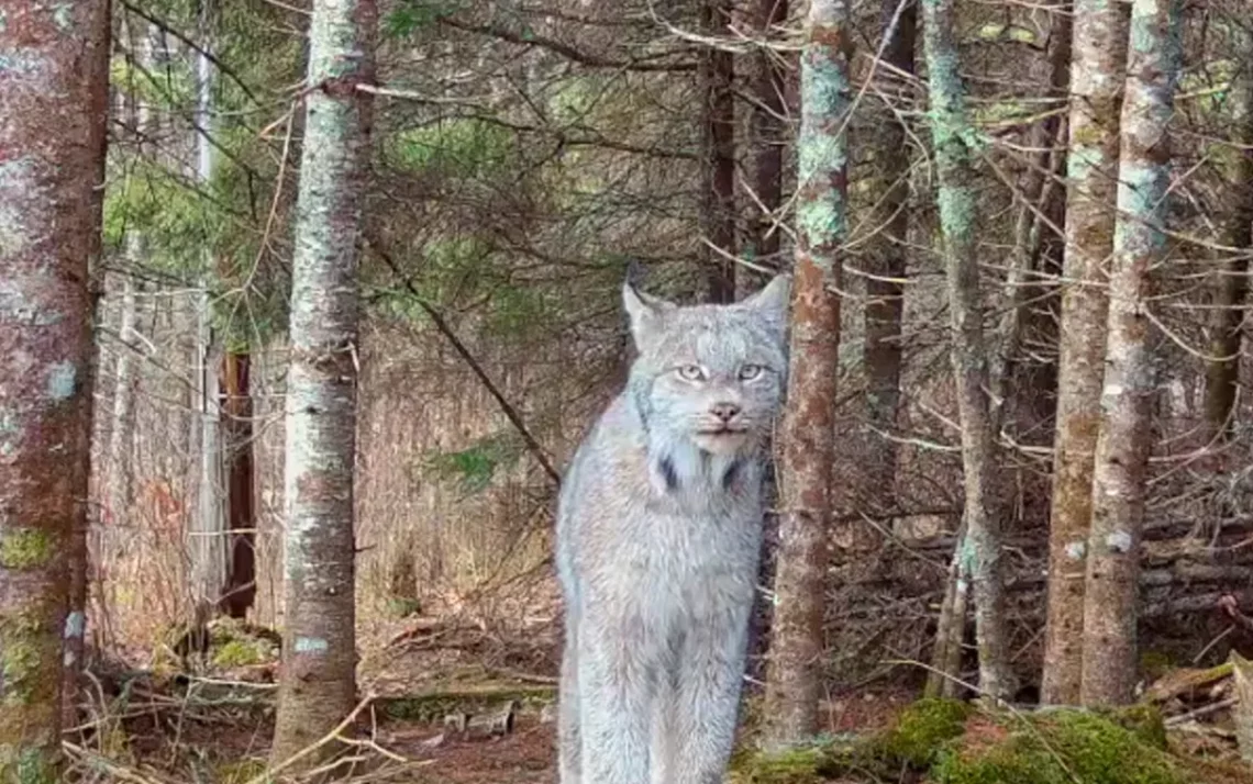 gato-selvagem, felino, ameaçado, animal-selvagem, em-perigo;