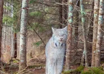 gato-selvagem, felino, ameaçado, animal-selvagem, em-perigo;