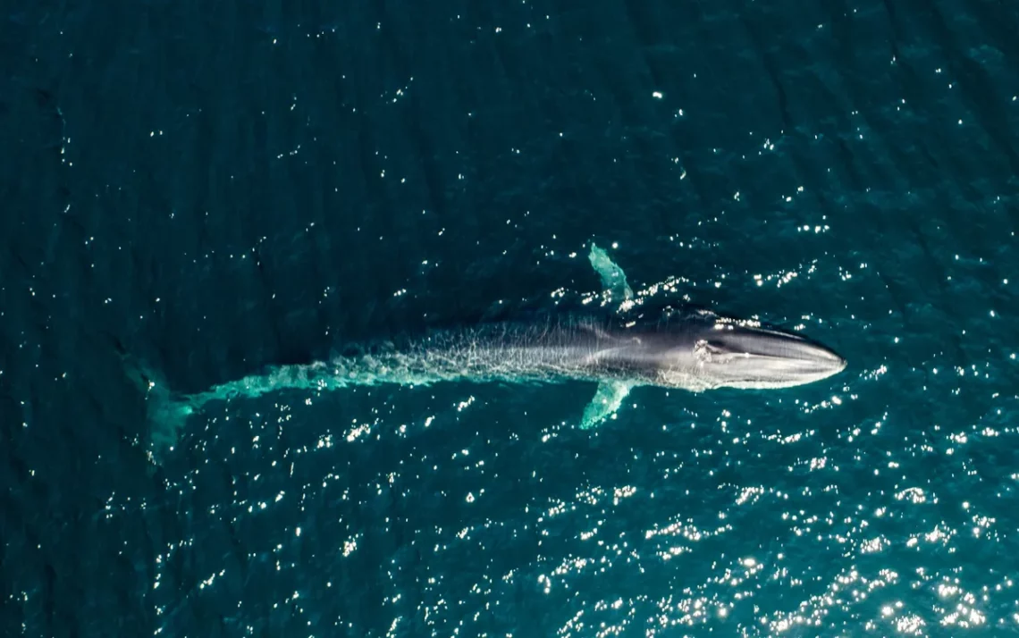 Balaenoptera physalus;